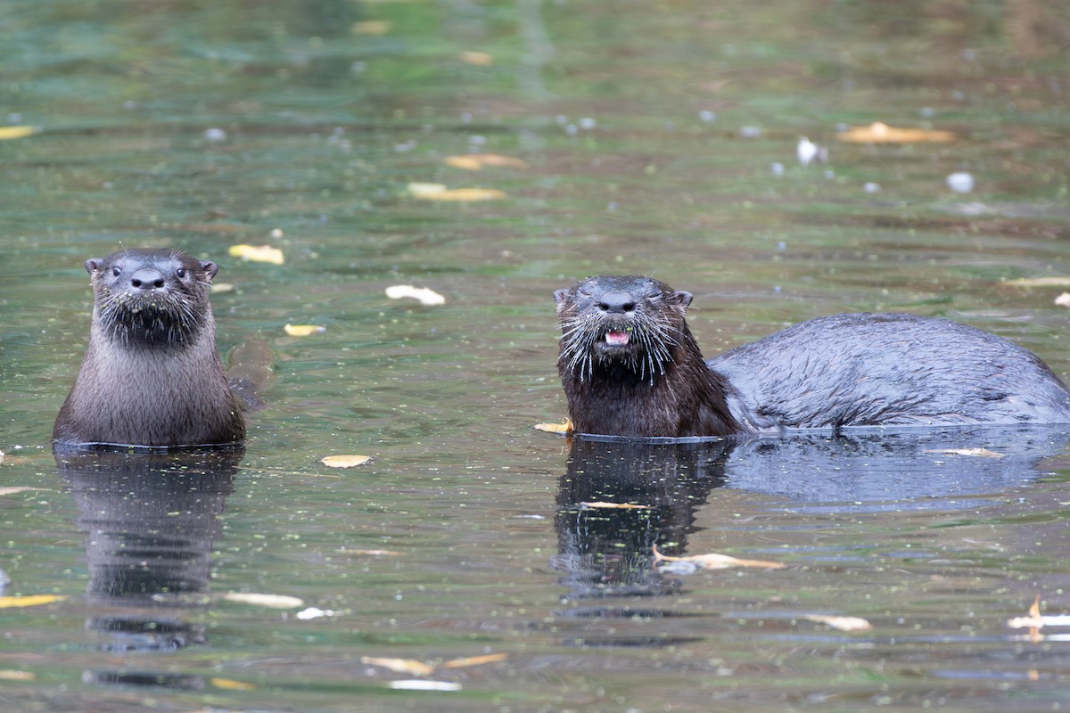 North American River Otter - ML645628080