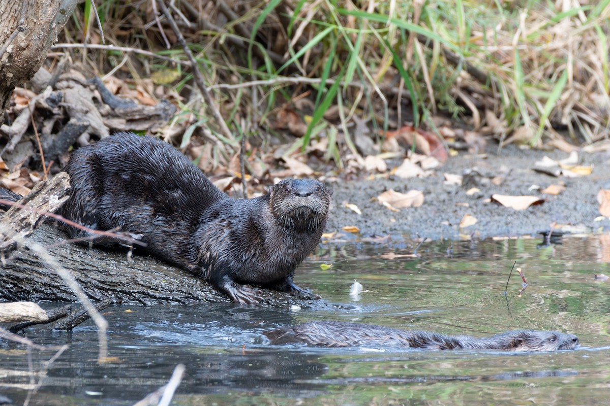 North American River Otter - ML645628081