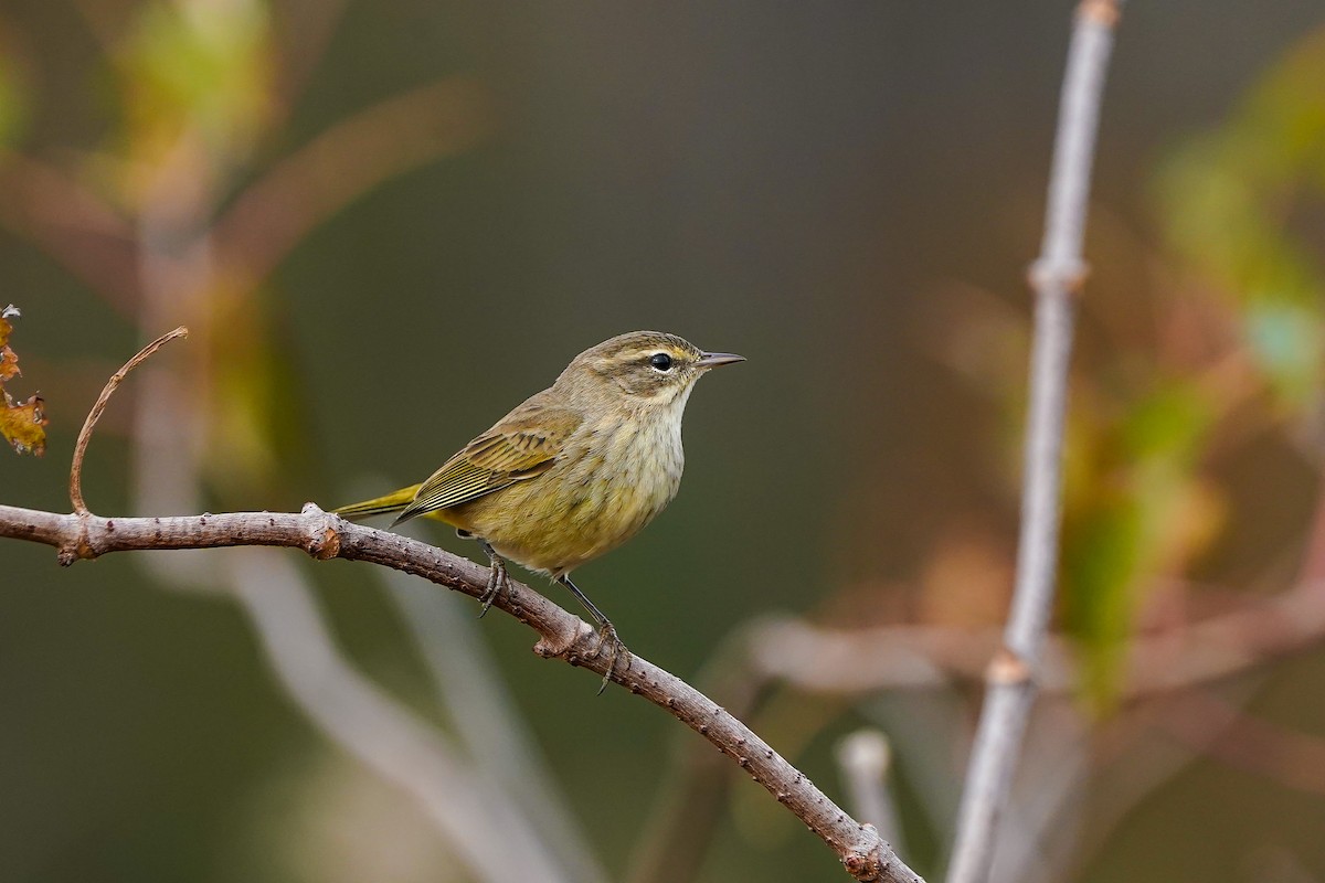 Palm Warbler - ML645628082