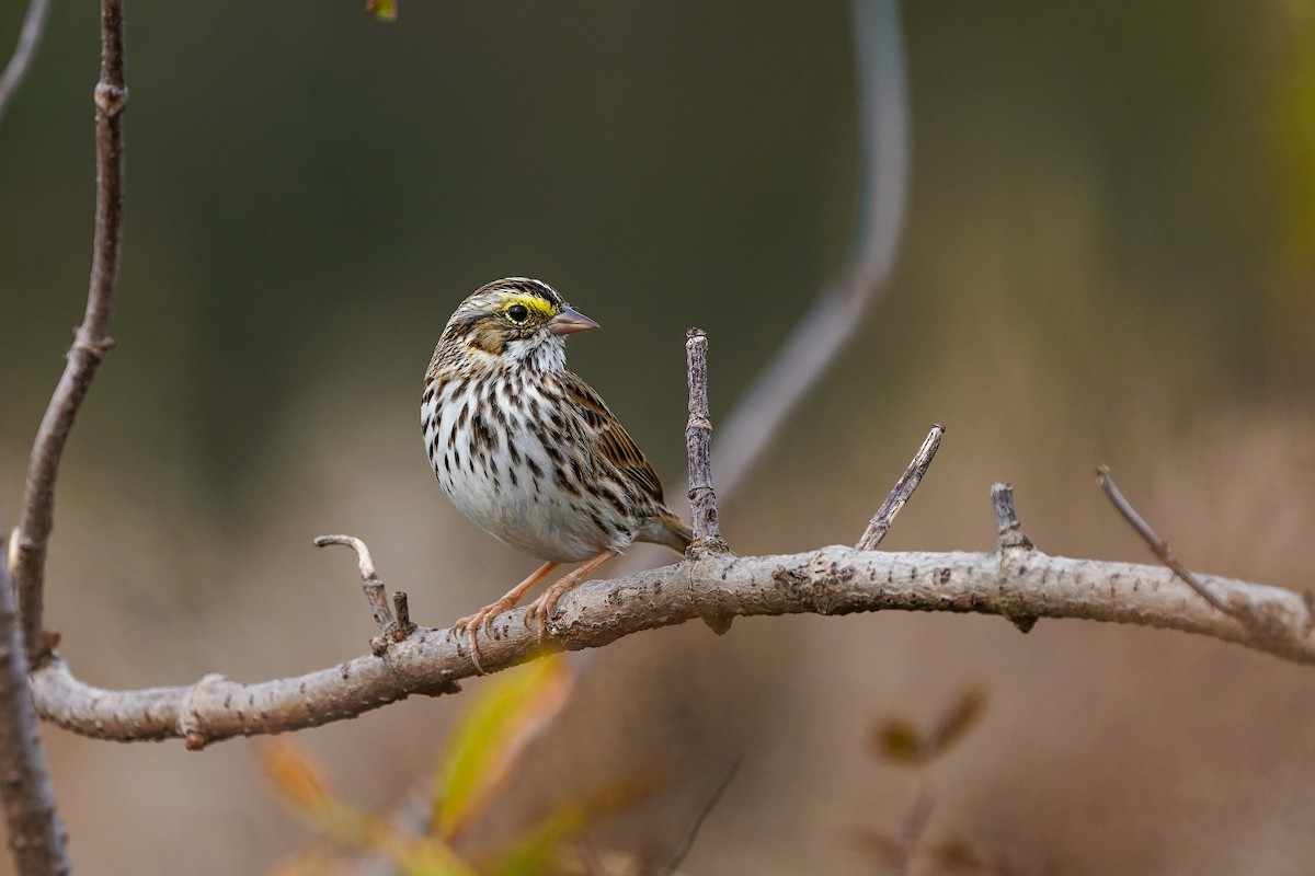 Savannah Sparrow - ML645628088