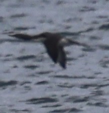 紅喉潛鳥 - ML645628091