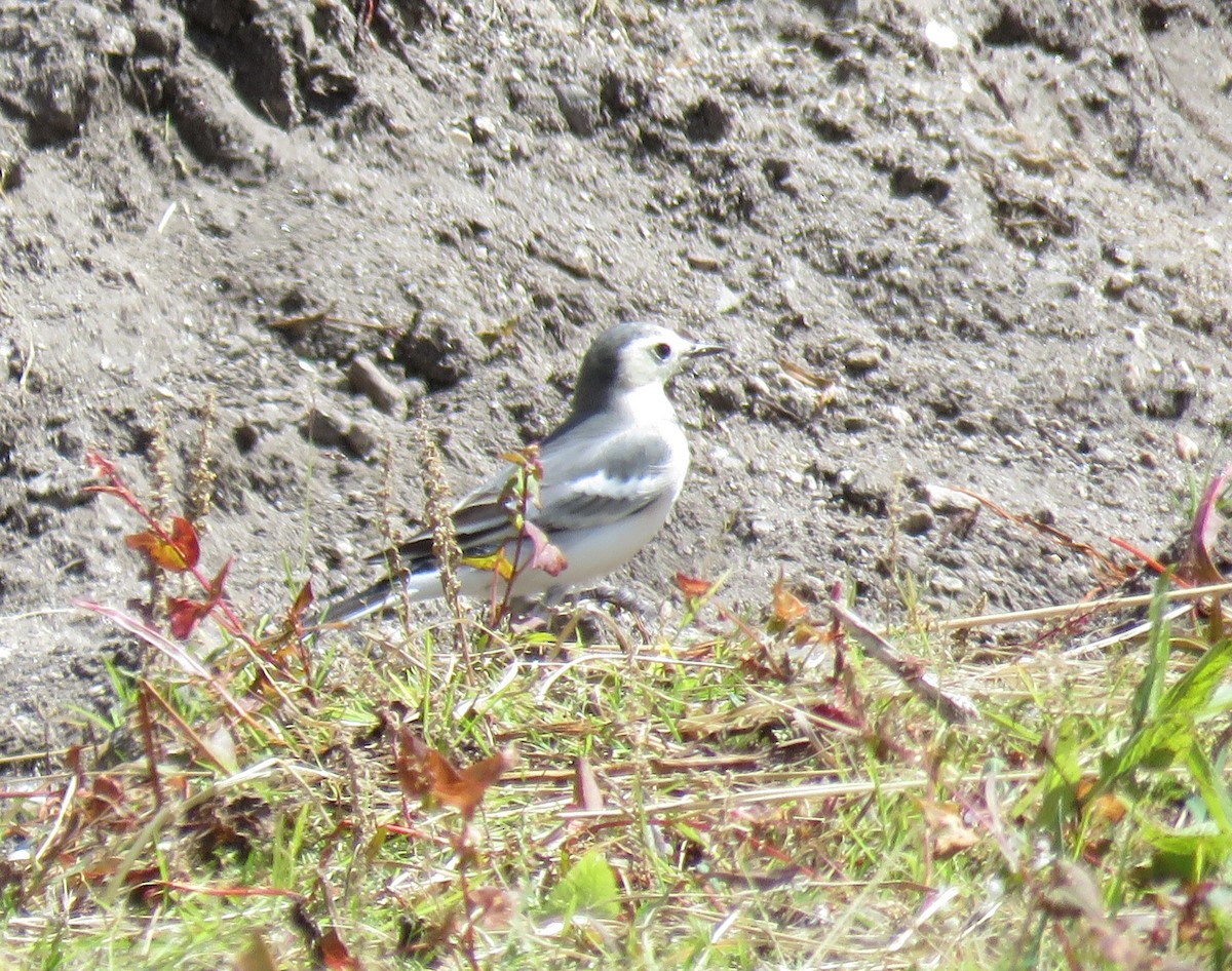 linerle (alba/dukhunensis) - ML645628101