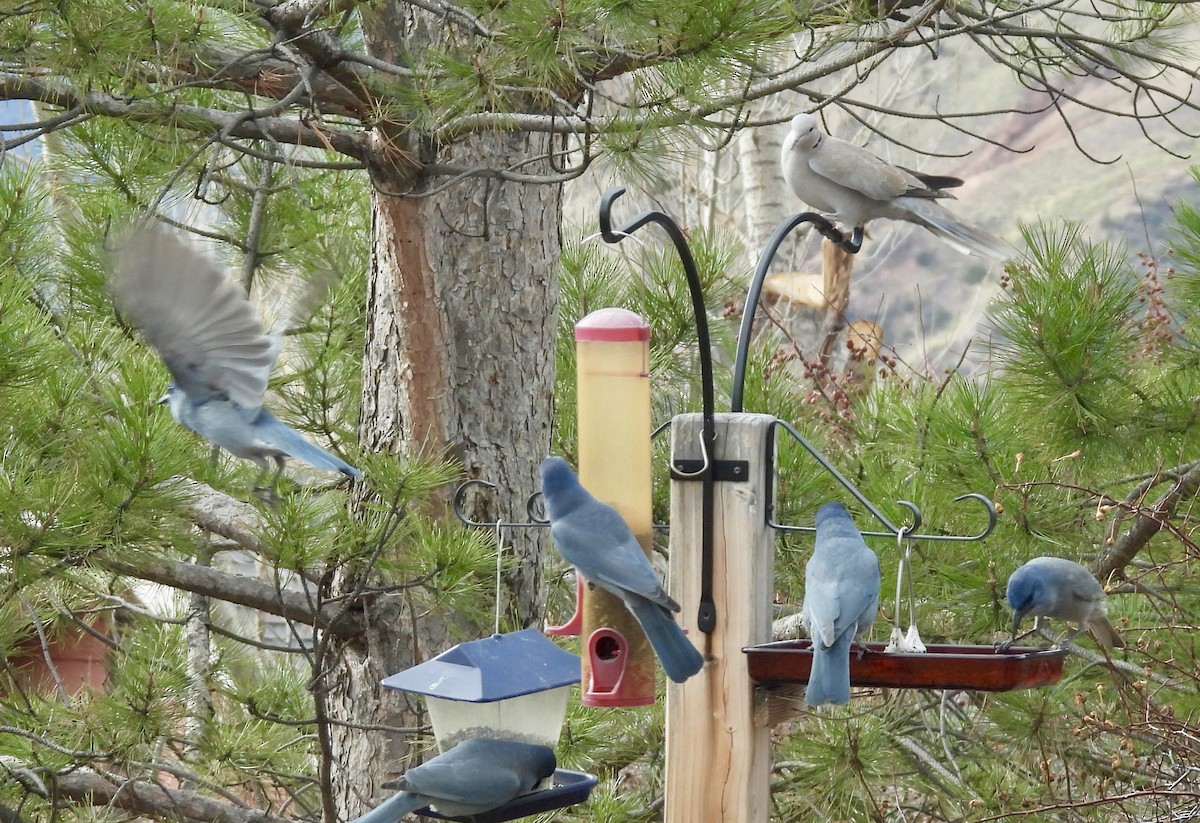 sojka modrá - ML645628104