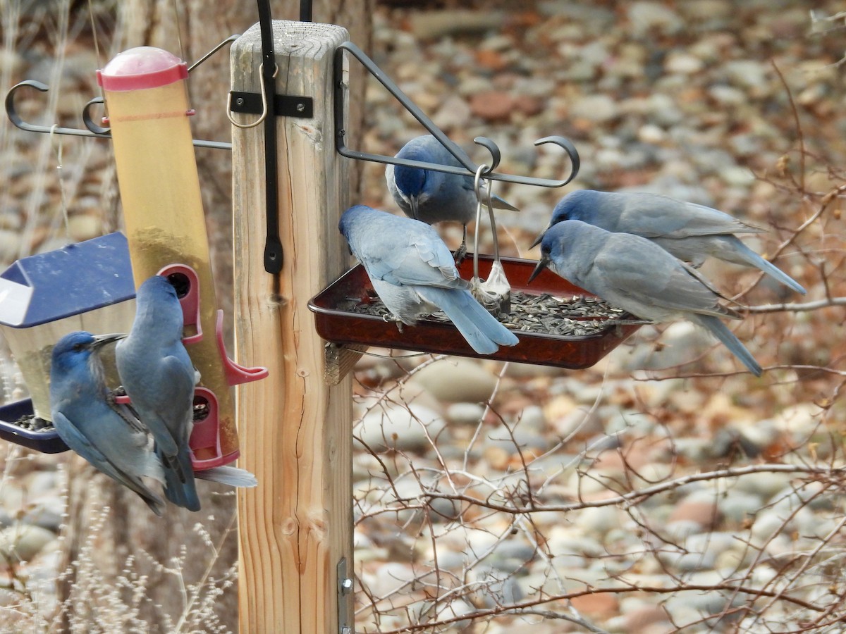 sojka modrá - ML645628105