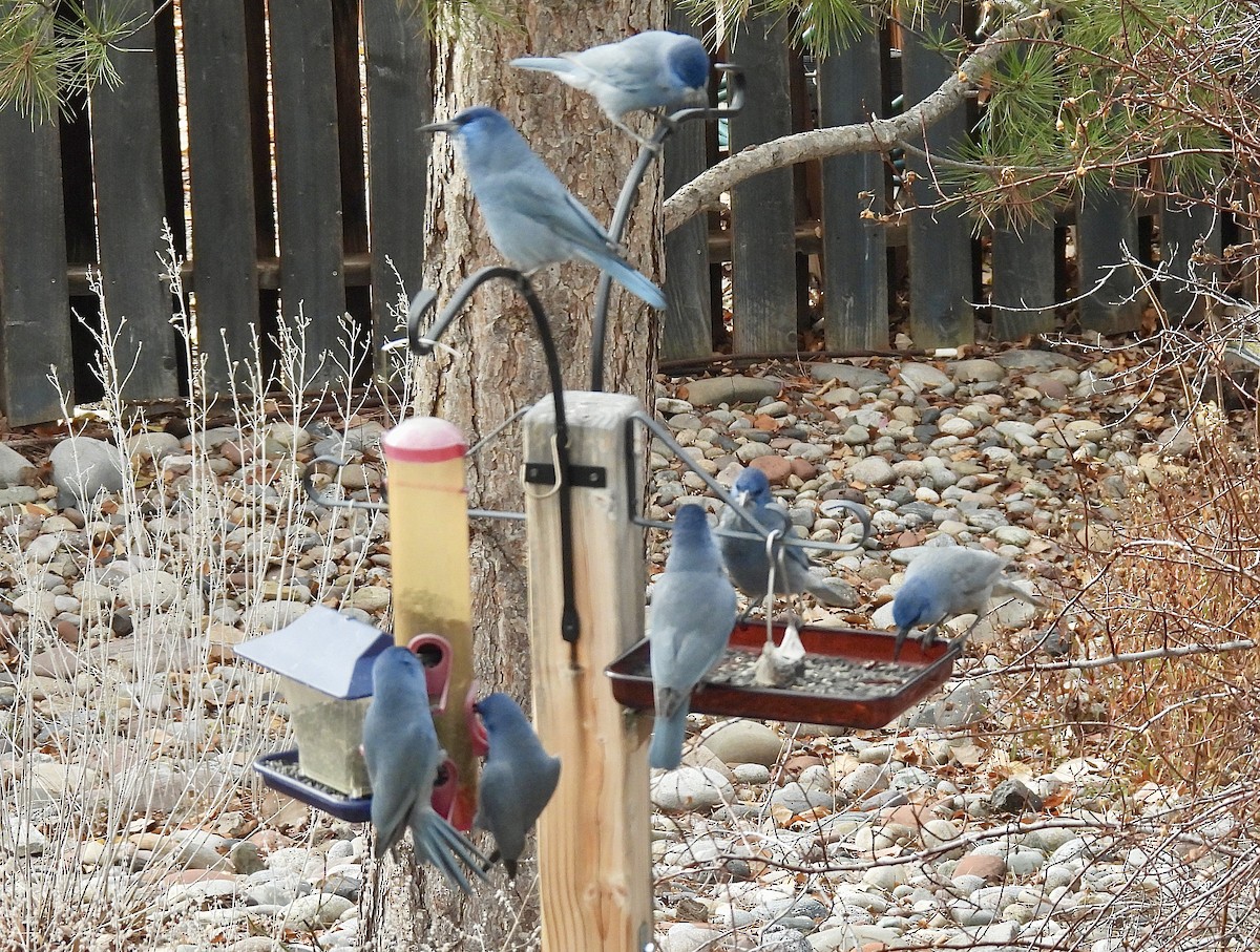 sojka modrá - ML645628106