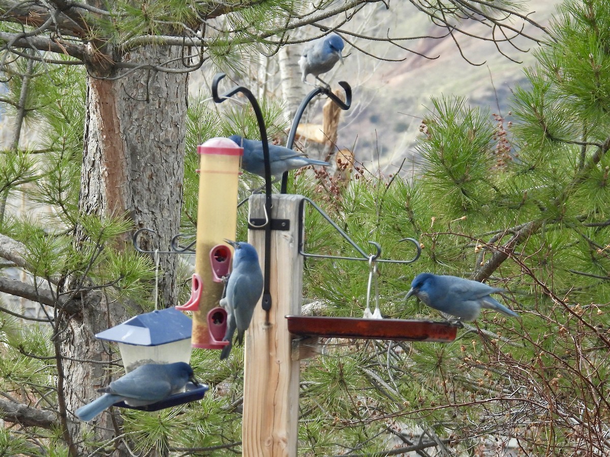 sojka modrá - ML645628107