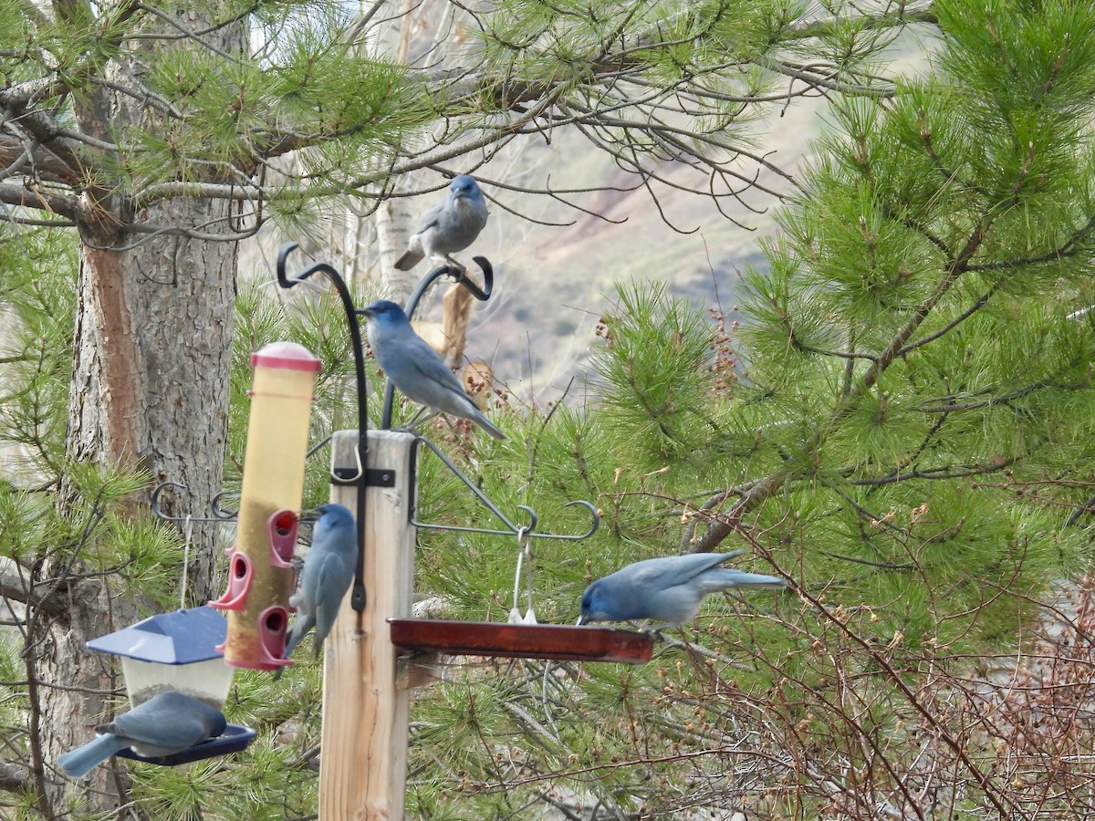 sojka modrá - ML645628108