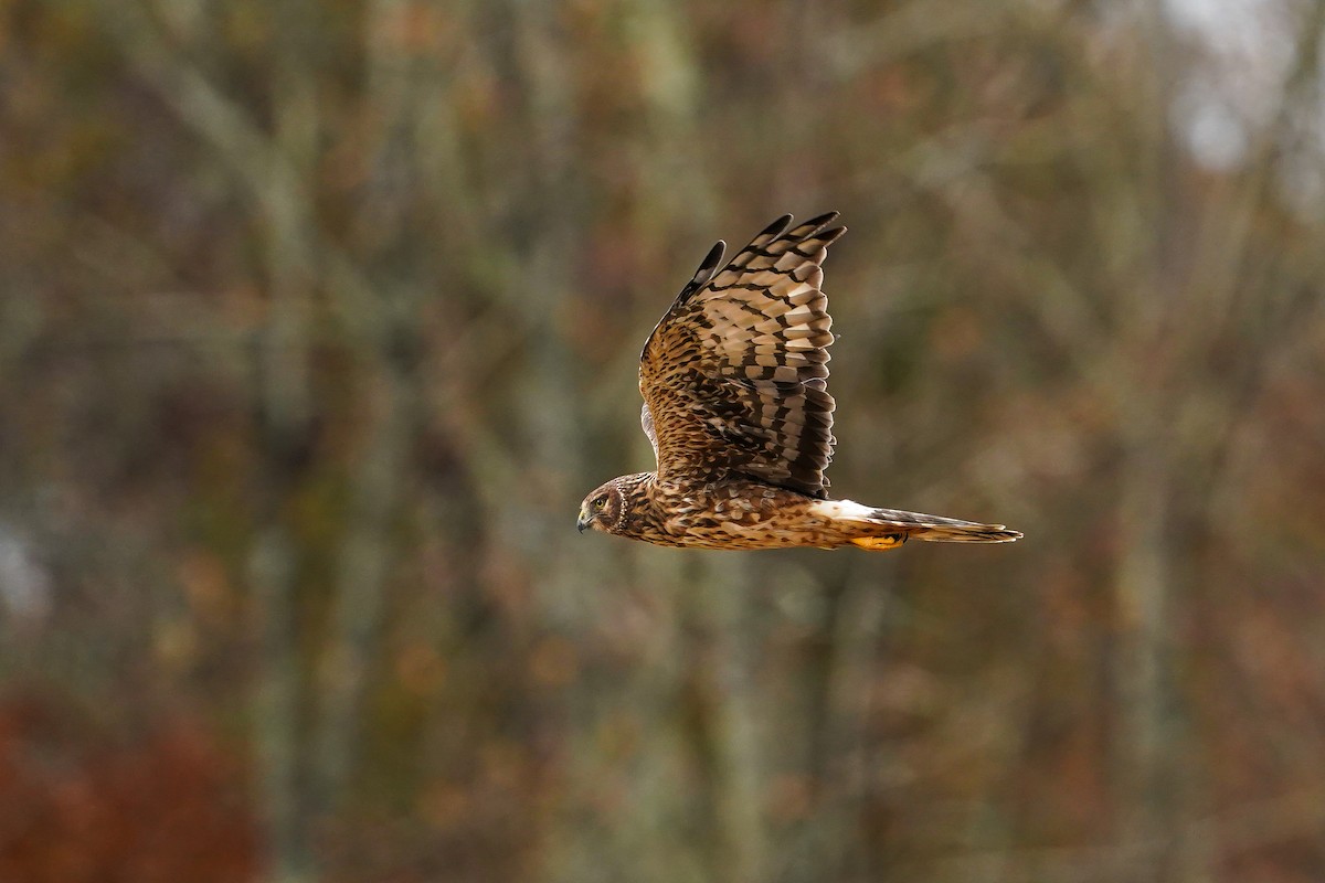 Лунь американський - ML645628112