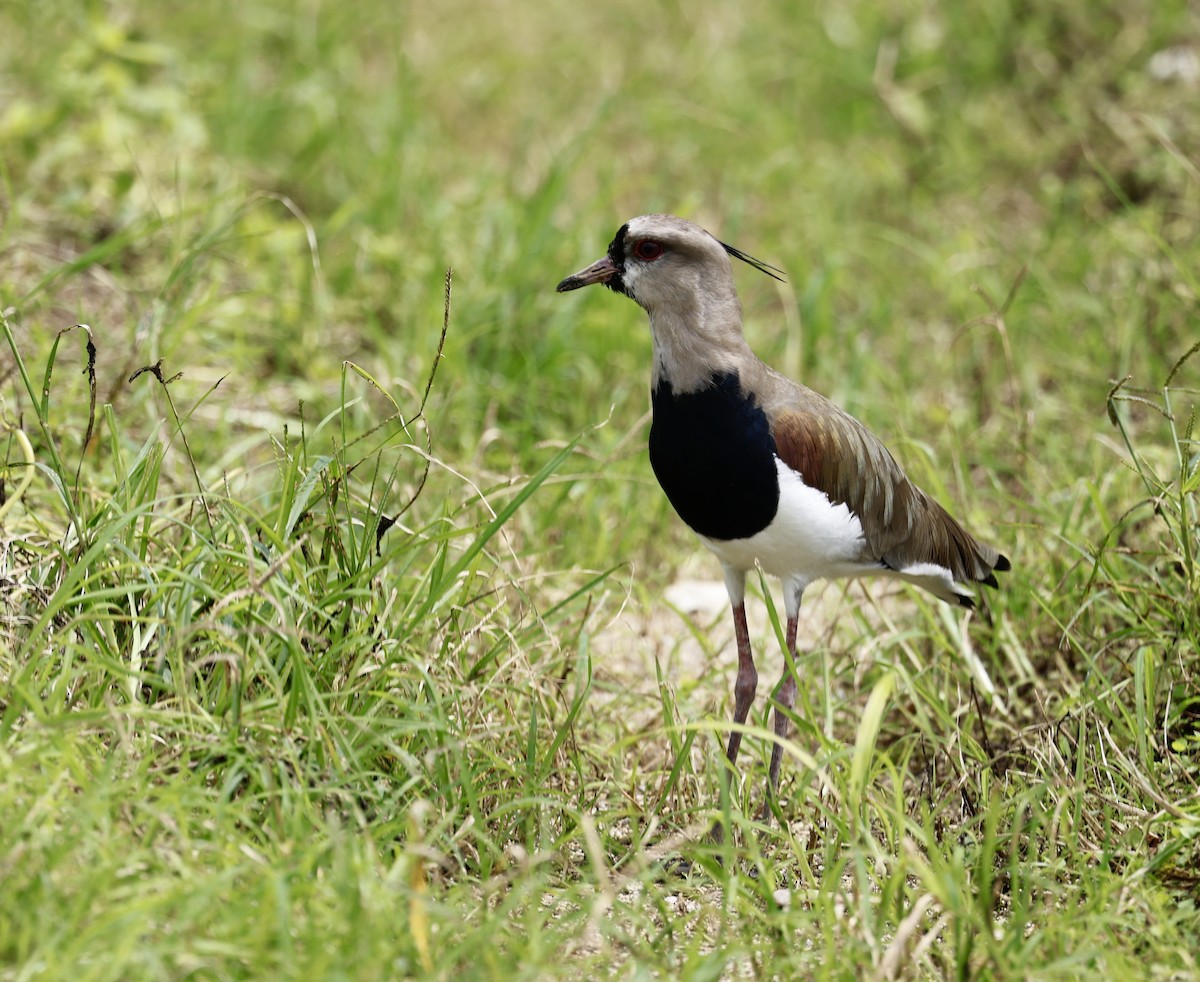 Southern Lapwing - ML645628115