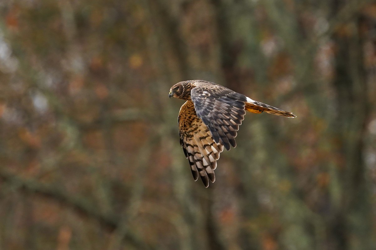 Лунь американський - ML645628117