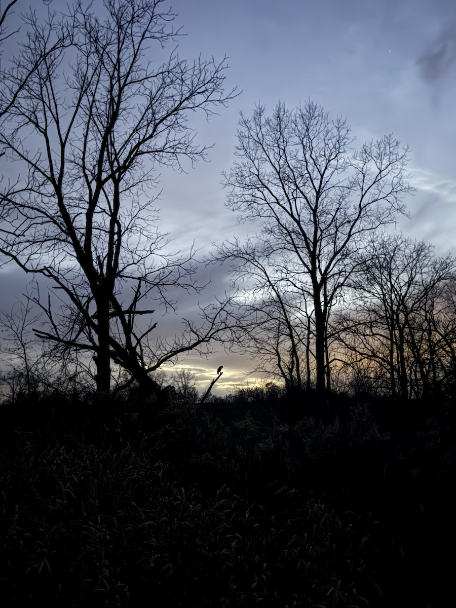 Great Horned Owl - ML645628134