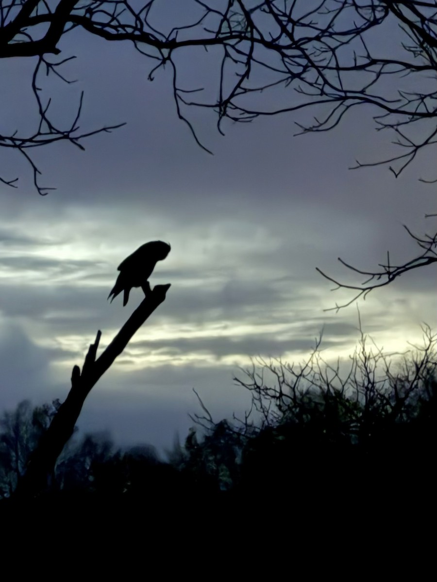 Great Horned Owl - ML645628135