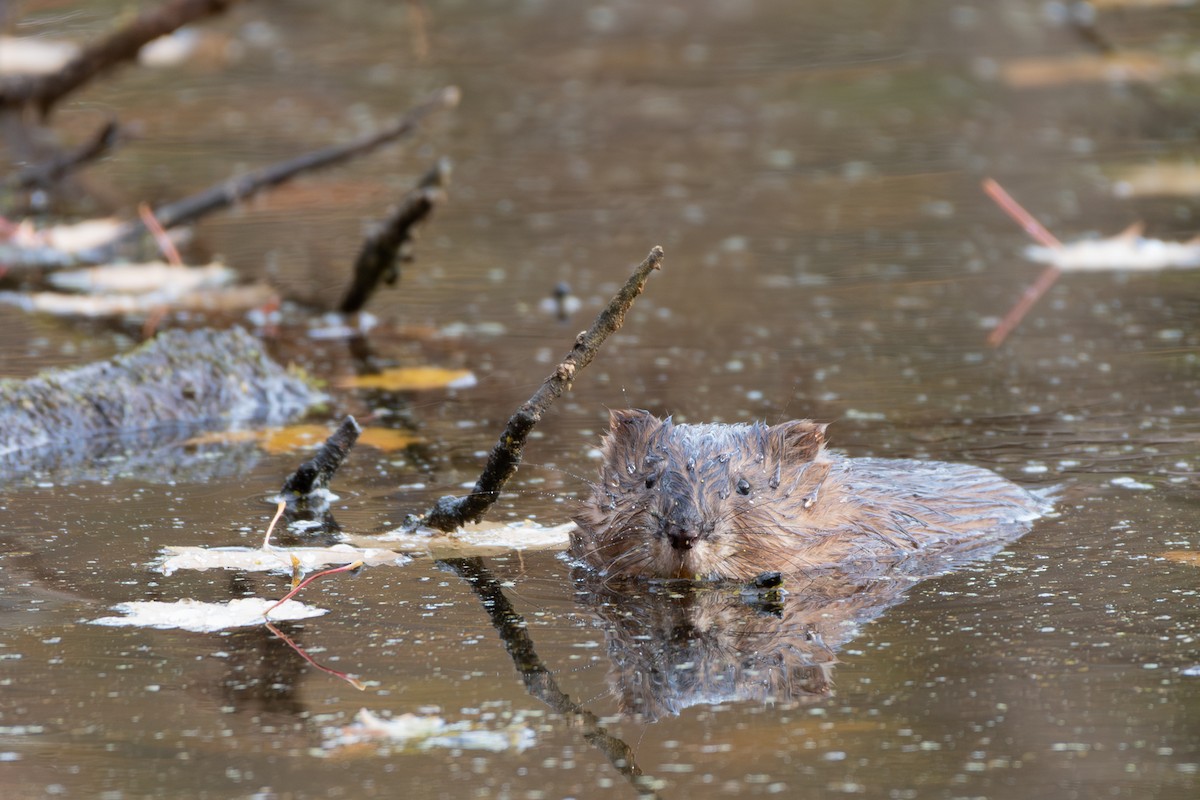 Muskrat - ML645628140