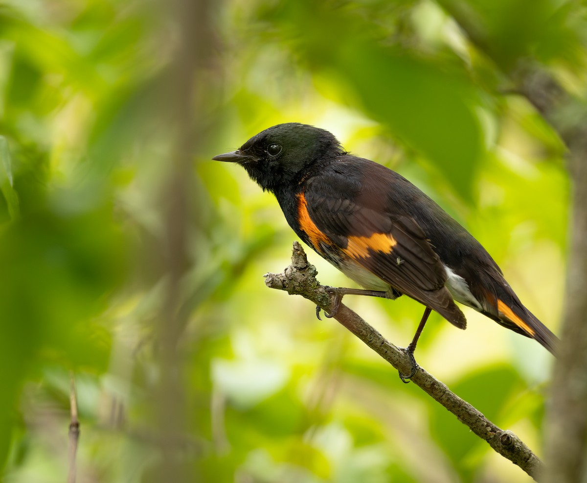 American Redstart - ML645628142