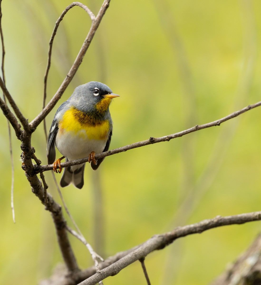 Northern Parula - ML645628146