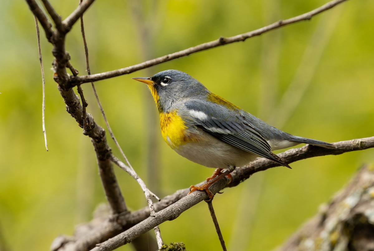 Northern Parula - ML645628147