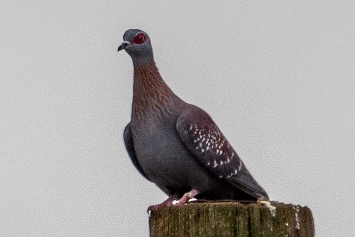 Крапчатый голубь - ML645628148