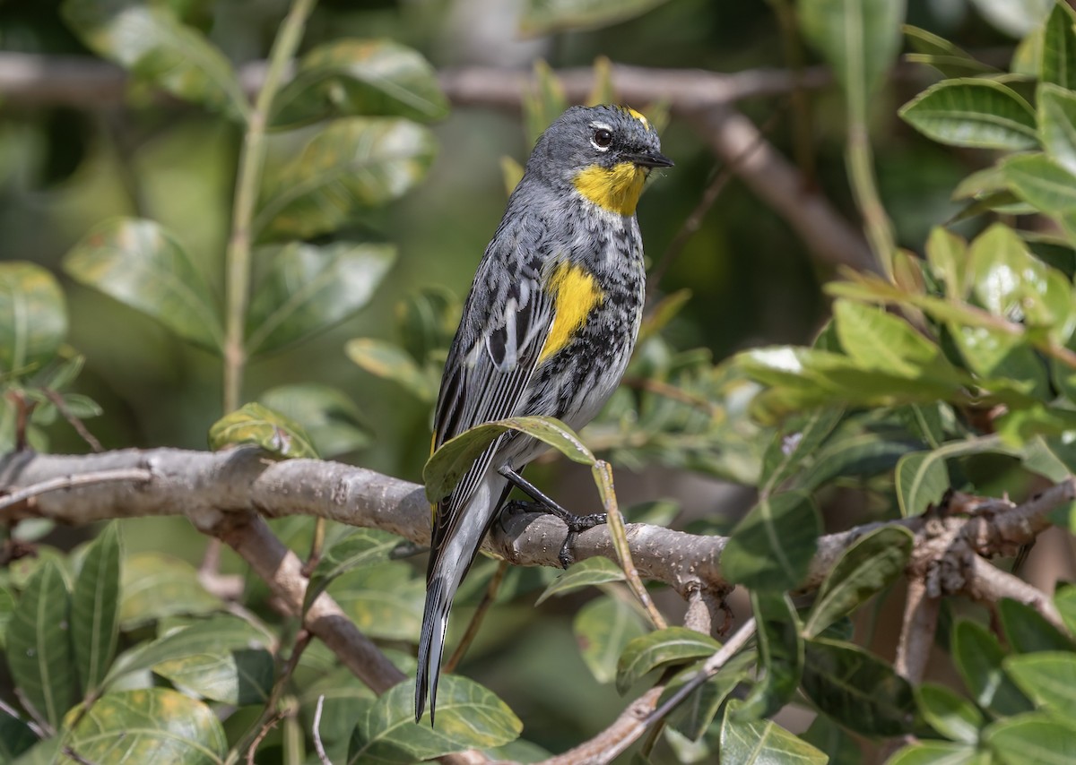 Yellow-rumped Warbler (Audubon's) - ML645628151