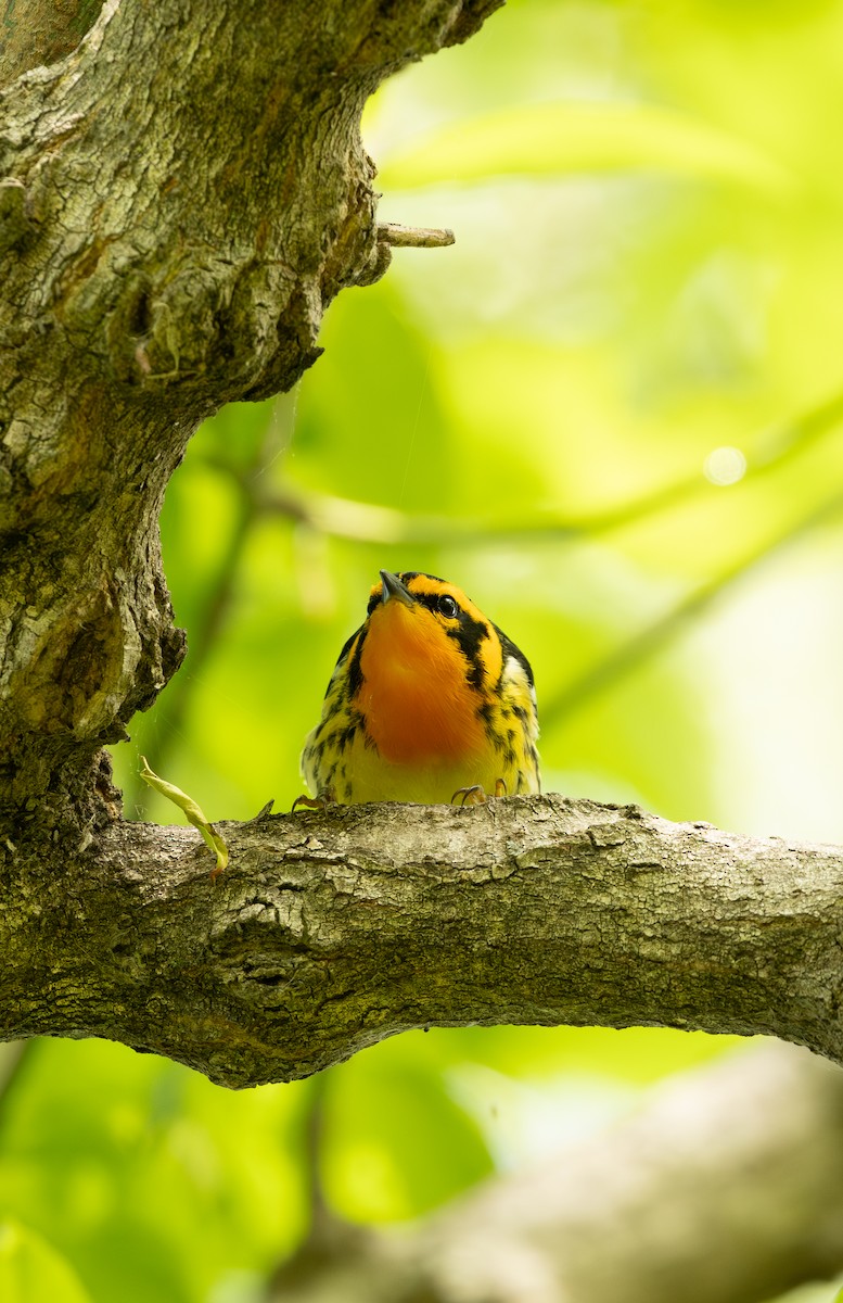 Reinita Gorjinaranja - ML645628152