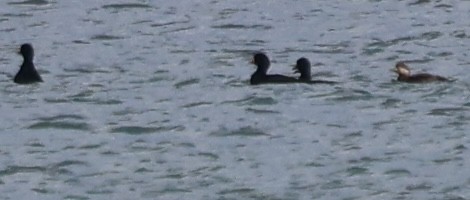 turpan žlutozobý - ML645628163