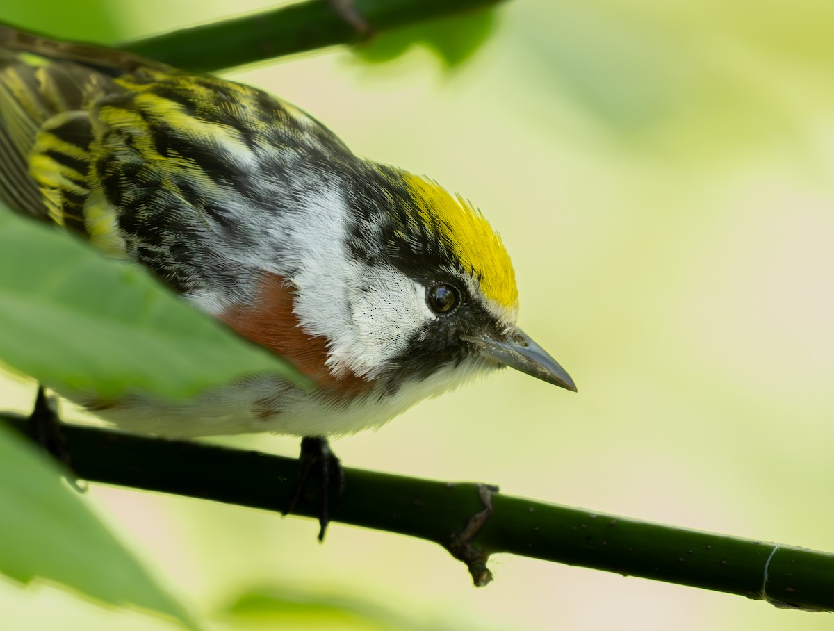Chestnut-sided Warbler - ML645628167