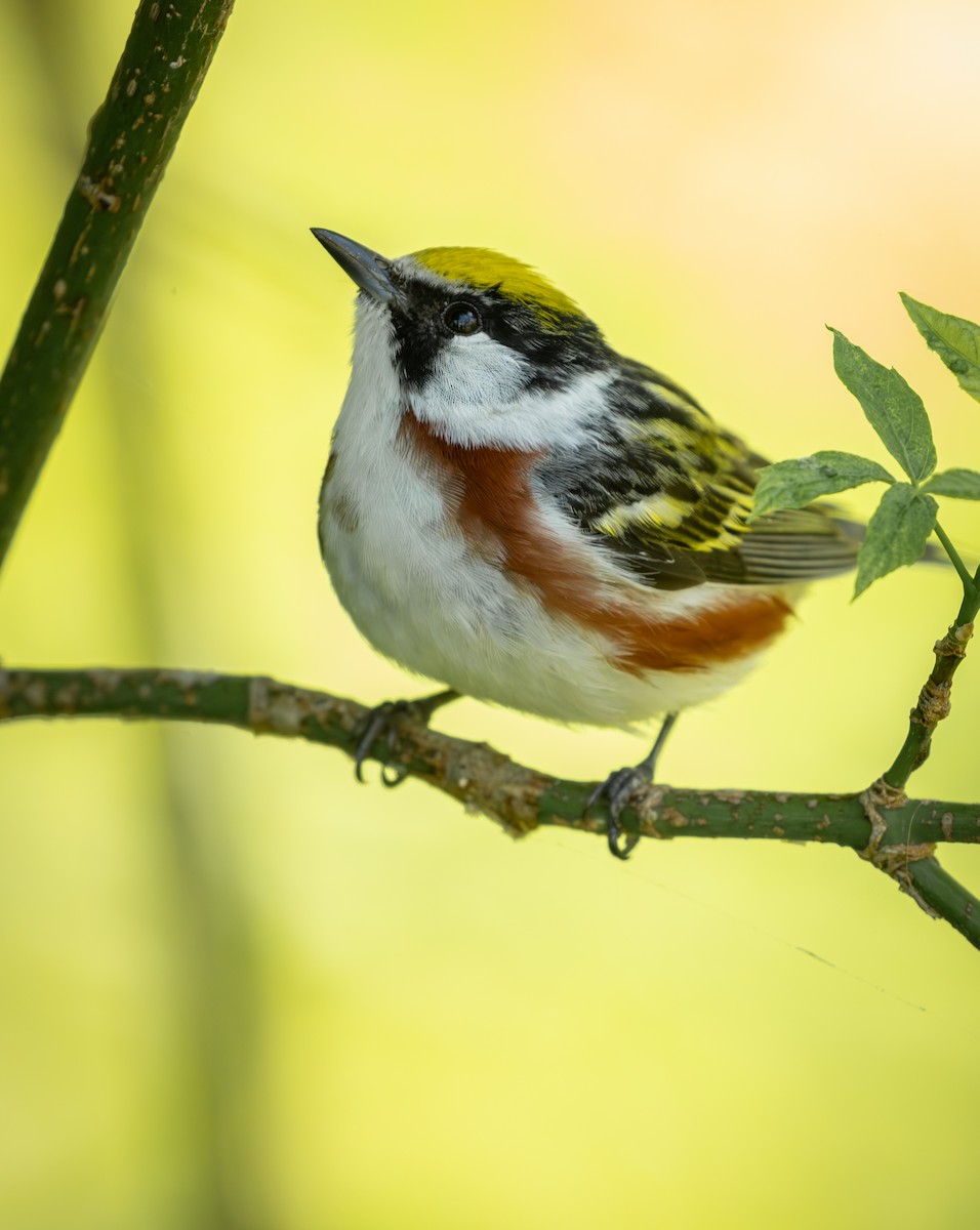 Chestnut-sided Warbler - ML645628168
