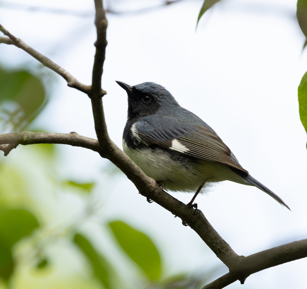 סבכון שחור-גרון - ML645628173