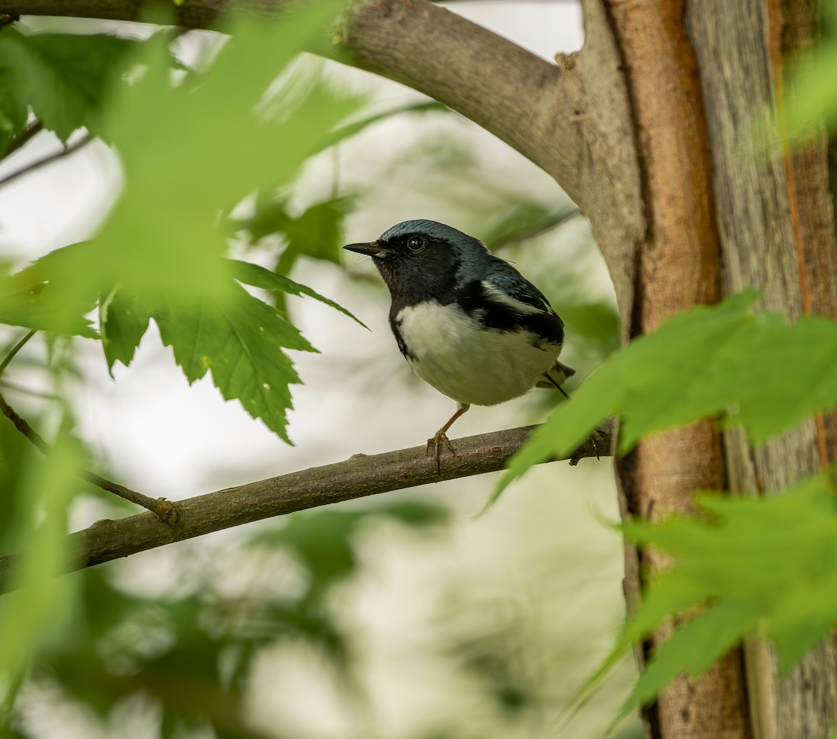סבכון שחור-גרון - ML645628174