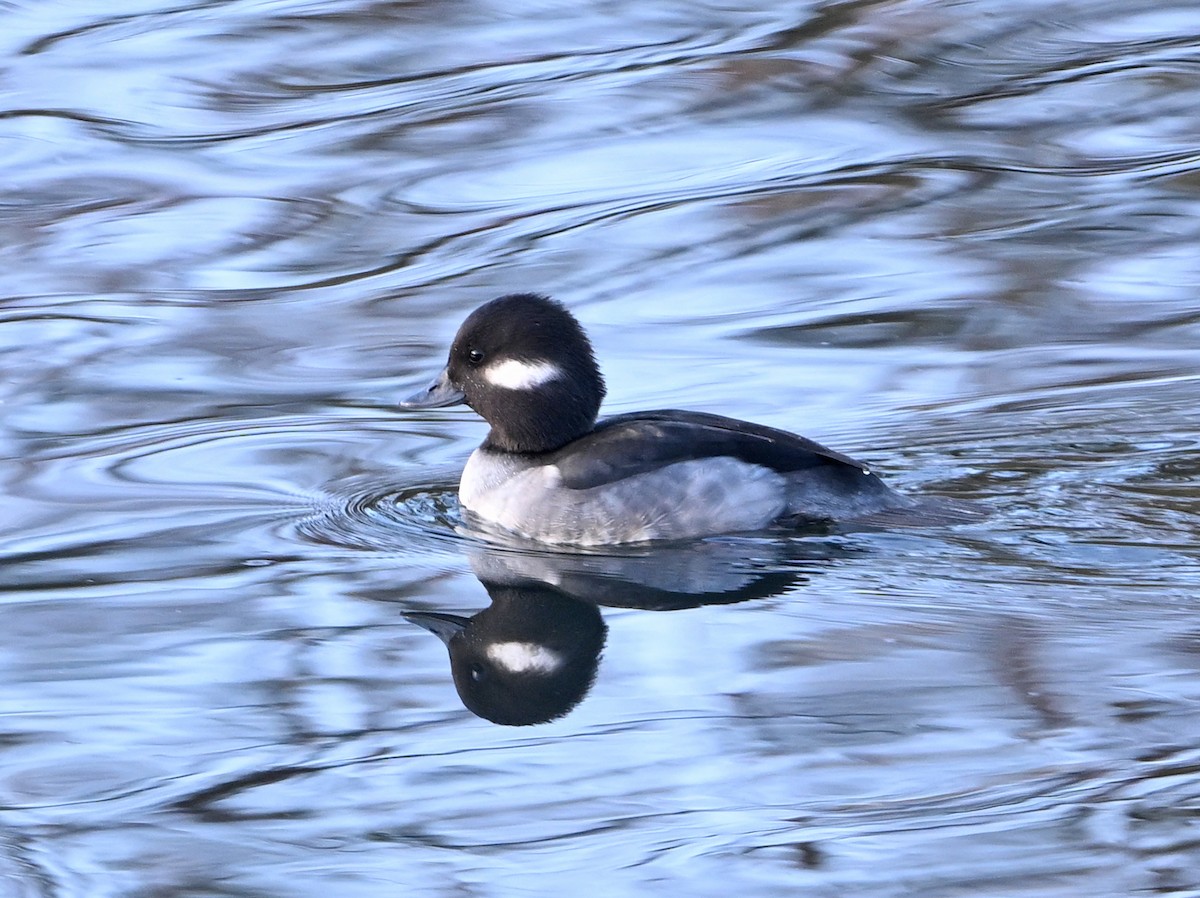 Гоголь-головастик - ML645628178