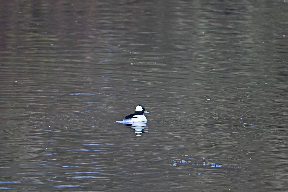 Гоголь-головастик - ML645628179