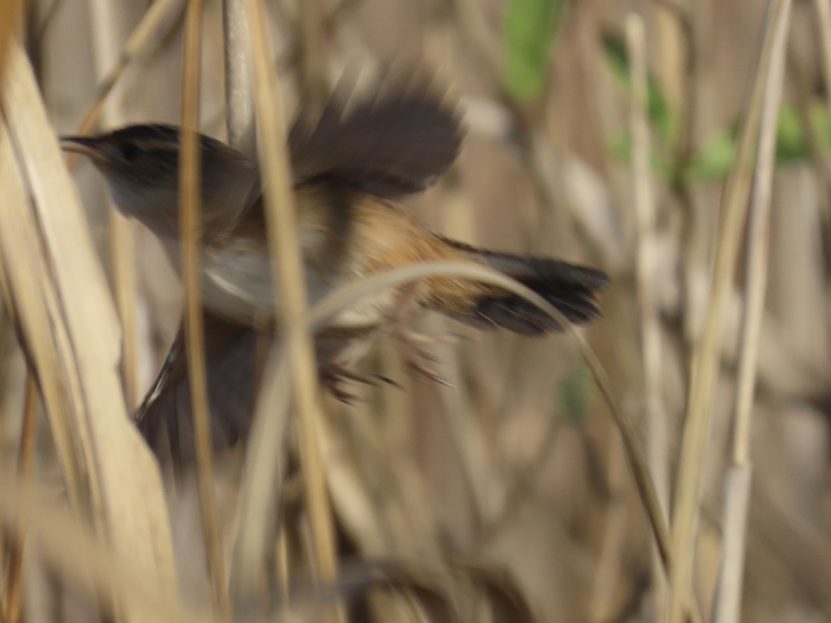 Sedge Wren - ML645628194