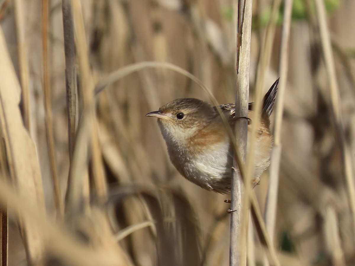 Sedge Wren - ML645628195