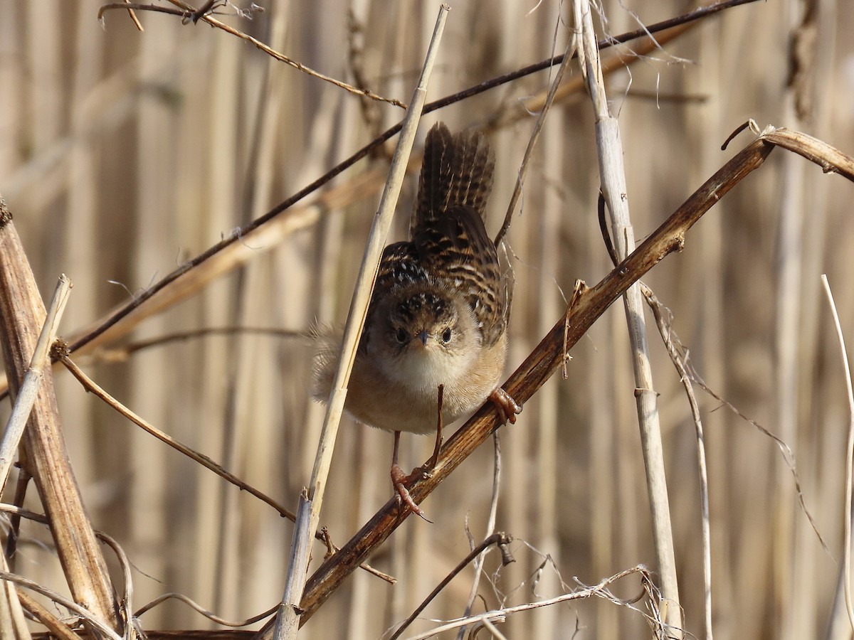 Sedge Wren - ML645628196