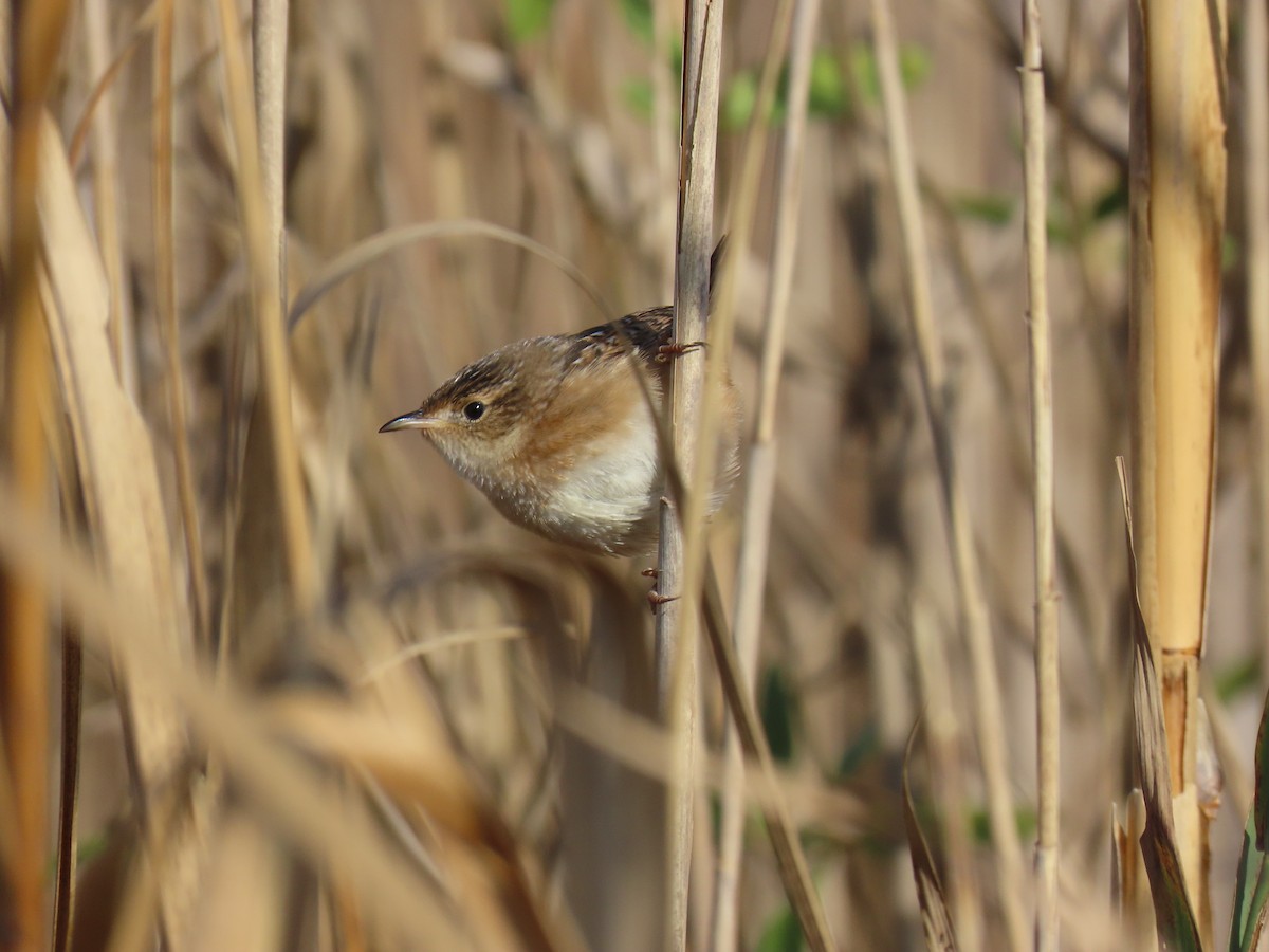 Sedge Wren - ML645628197