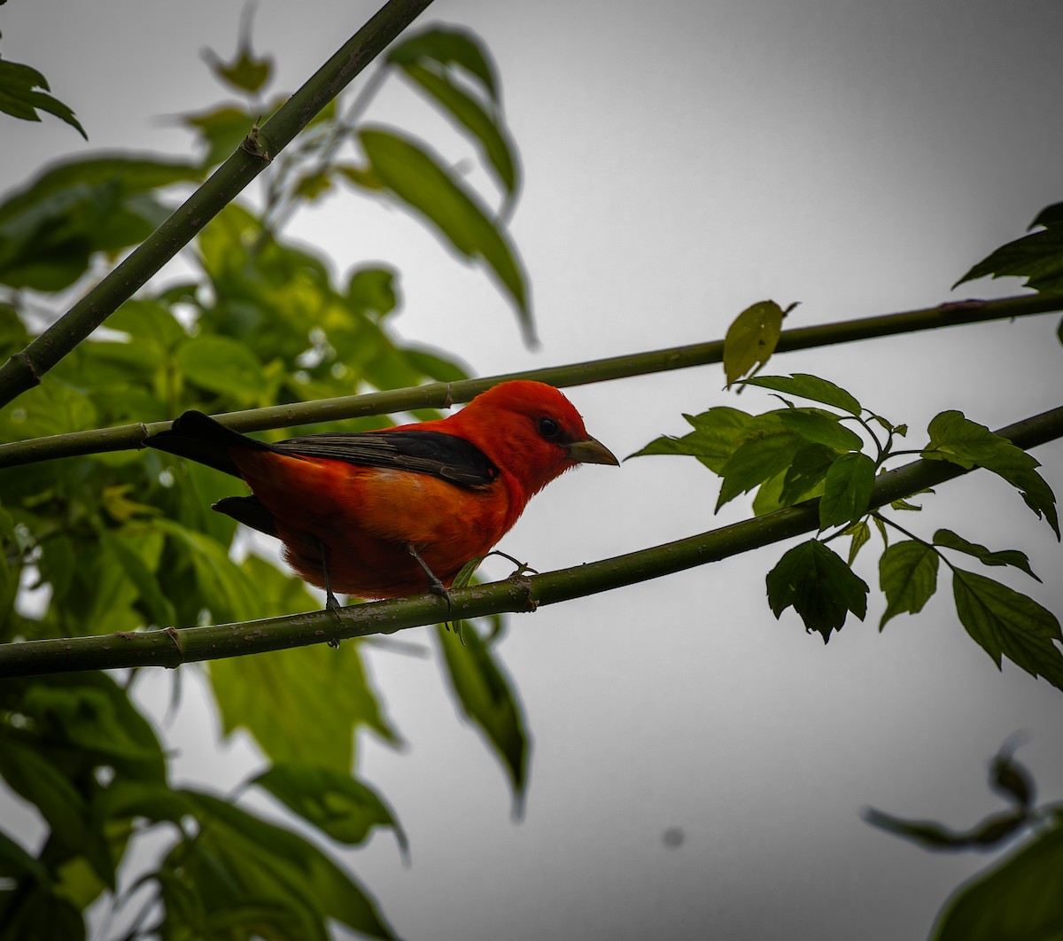 Scarlet Tanager - ML645628198