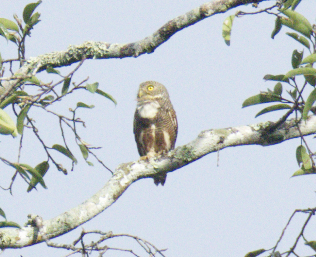 Asian Barred Owlet - ML645628205