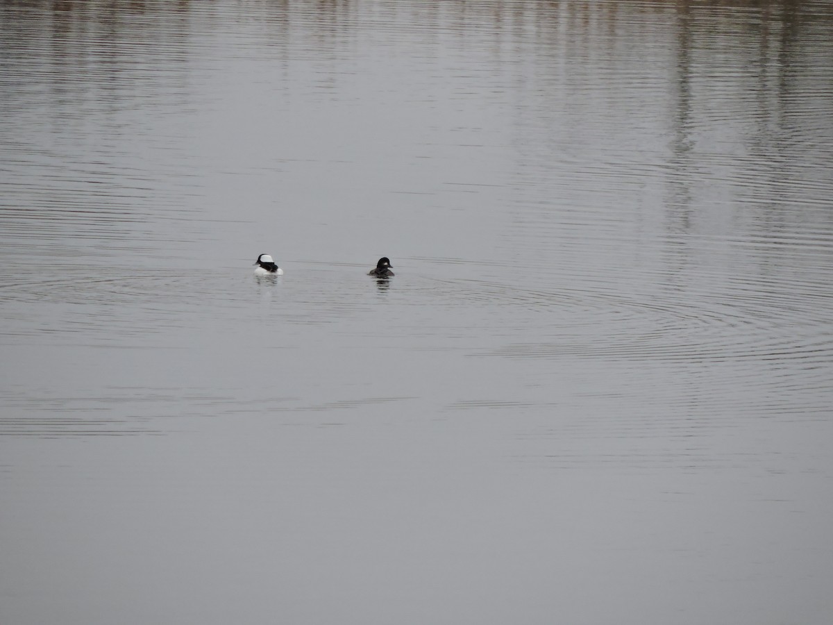 Гоголь-головастик - ML645628216