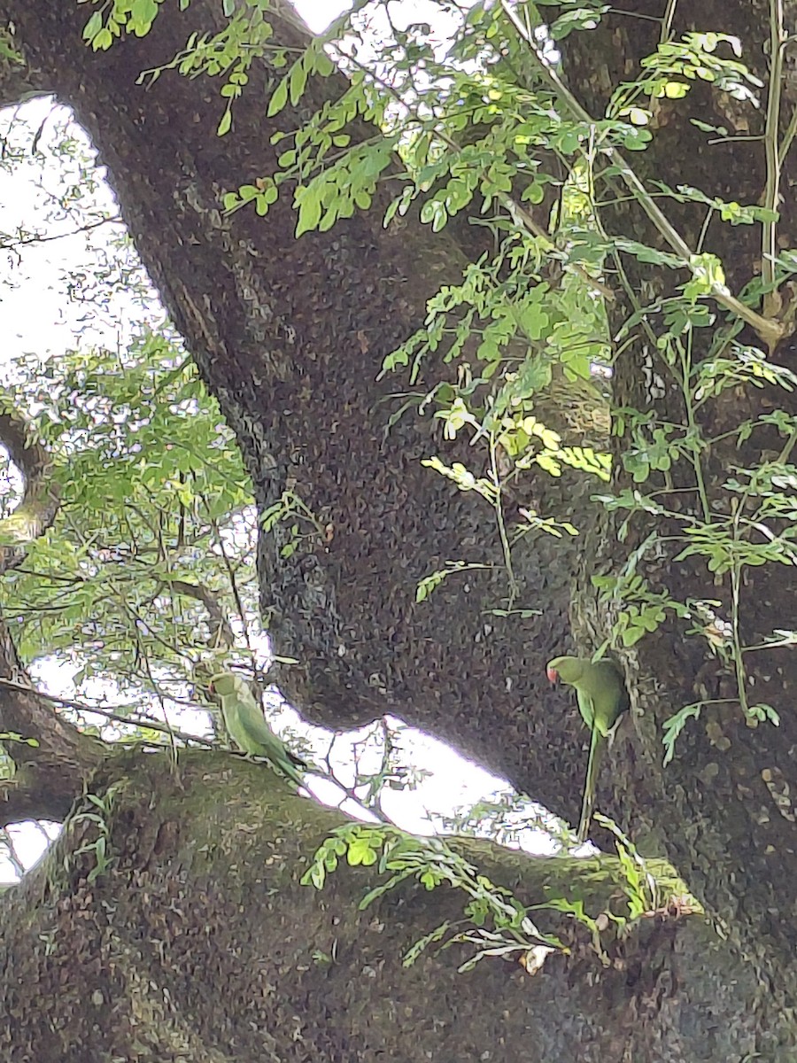Rose-ringed Parakeet - ML645628218