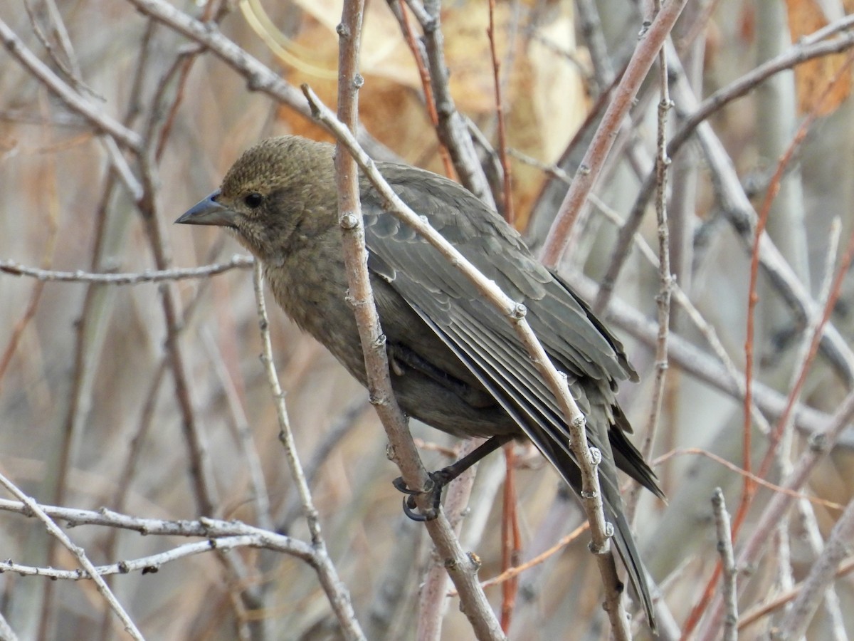 Brown-headed Cowbird - ML645628224
