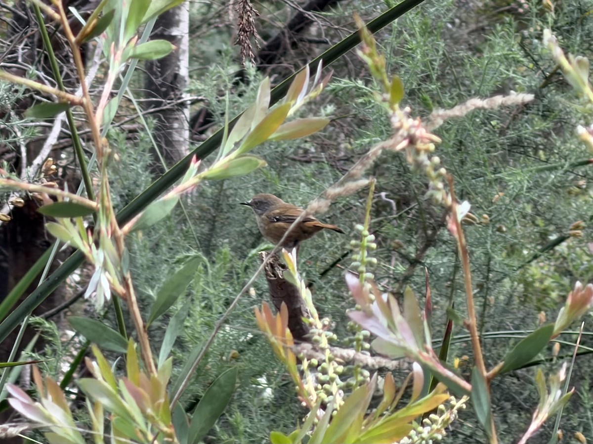 Tasmanian Scrubwren - ML645628227