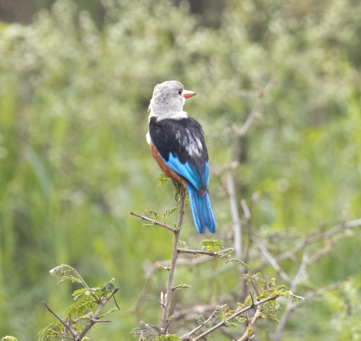 Martin-chasseur à tête grise - ML645628228