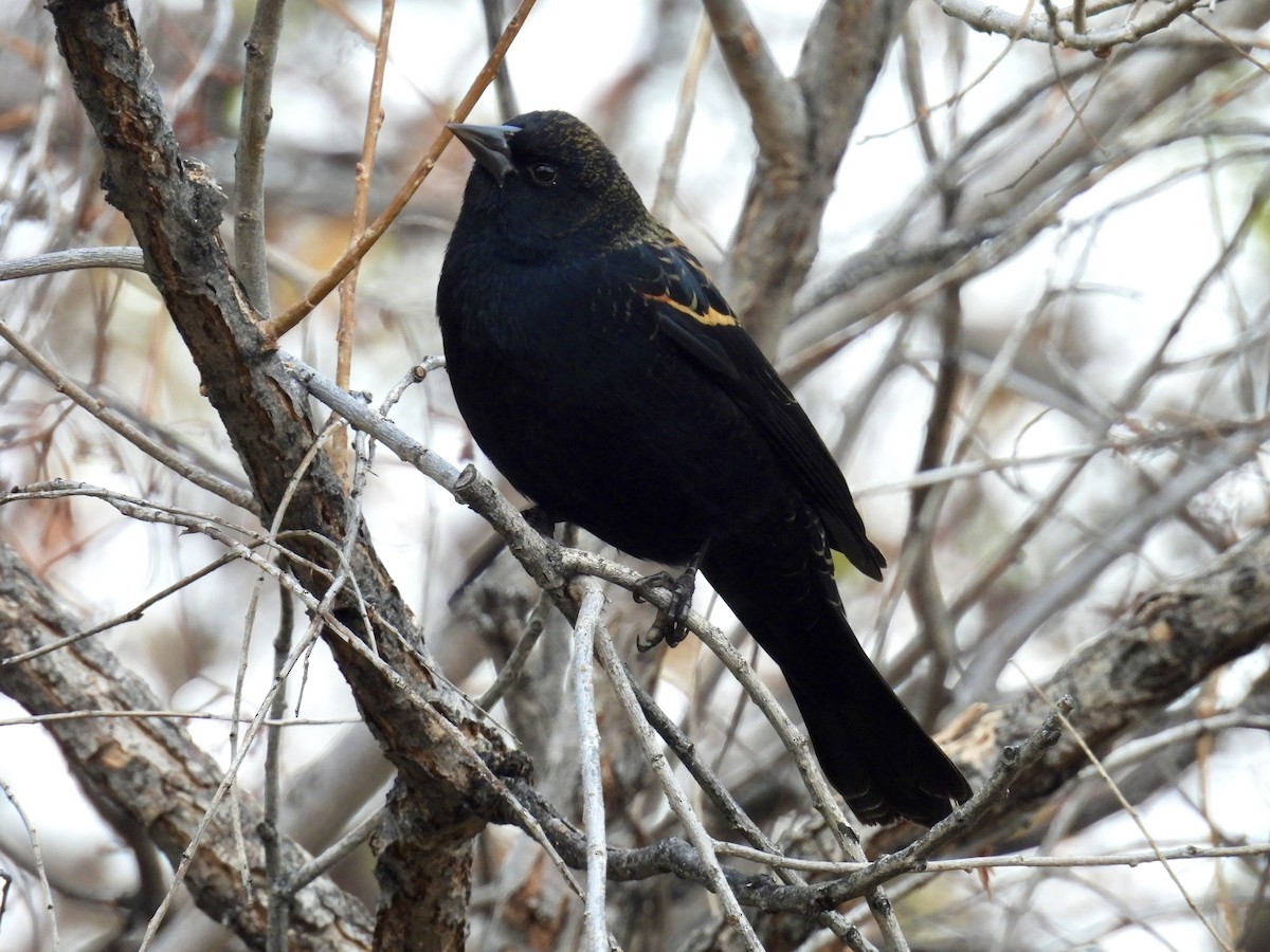 Red-winged Blackbird - ML645628229