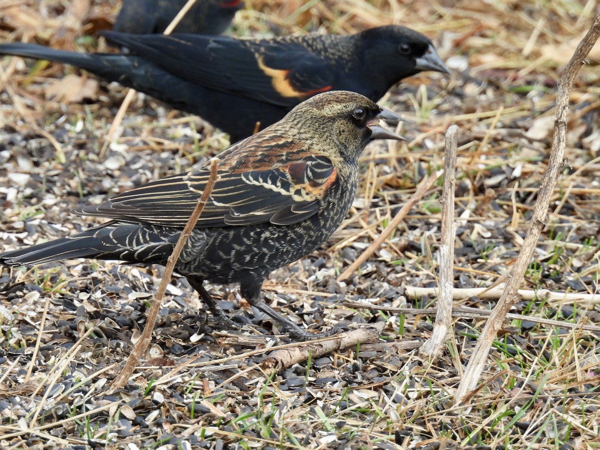 Red-winged Blackbird - ML645628230