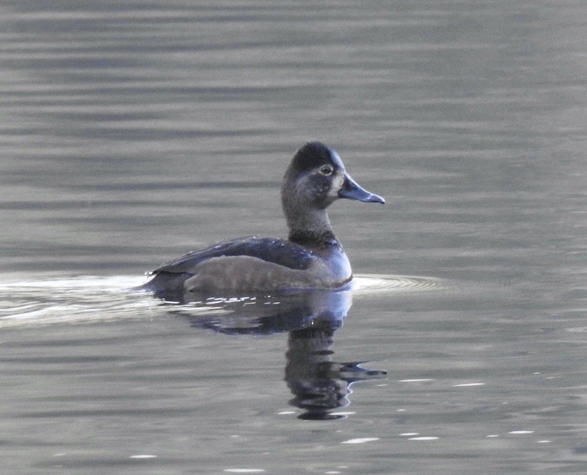 Ring-necked Duck - ML645628231