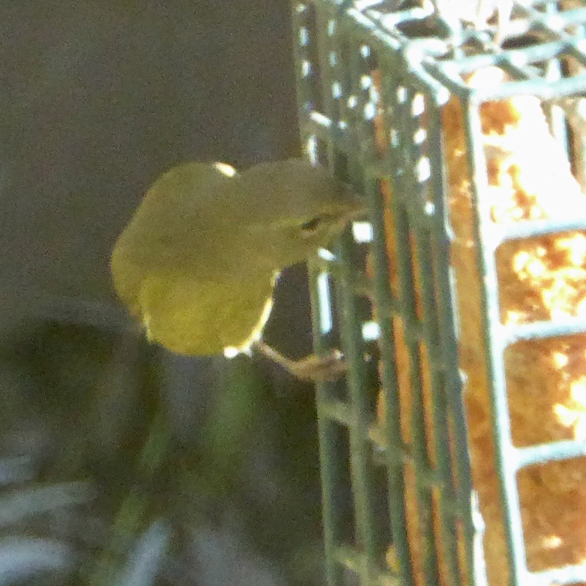 Orange-crowned Warbler - ML645628232