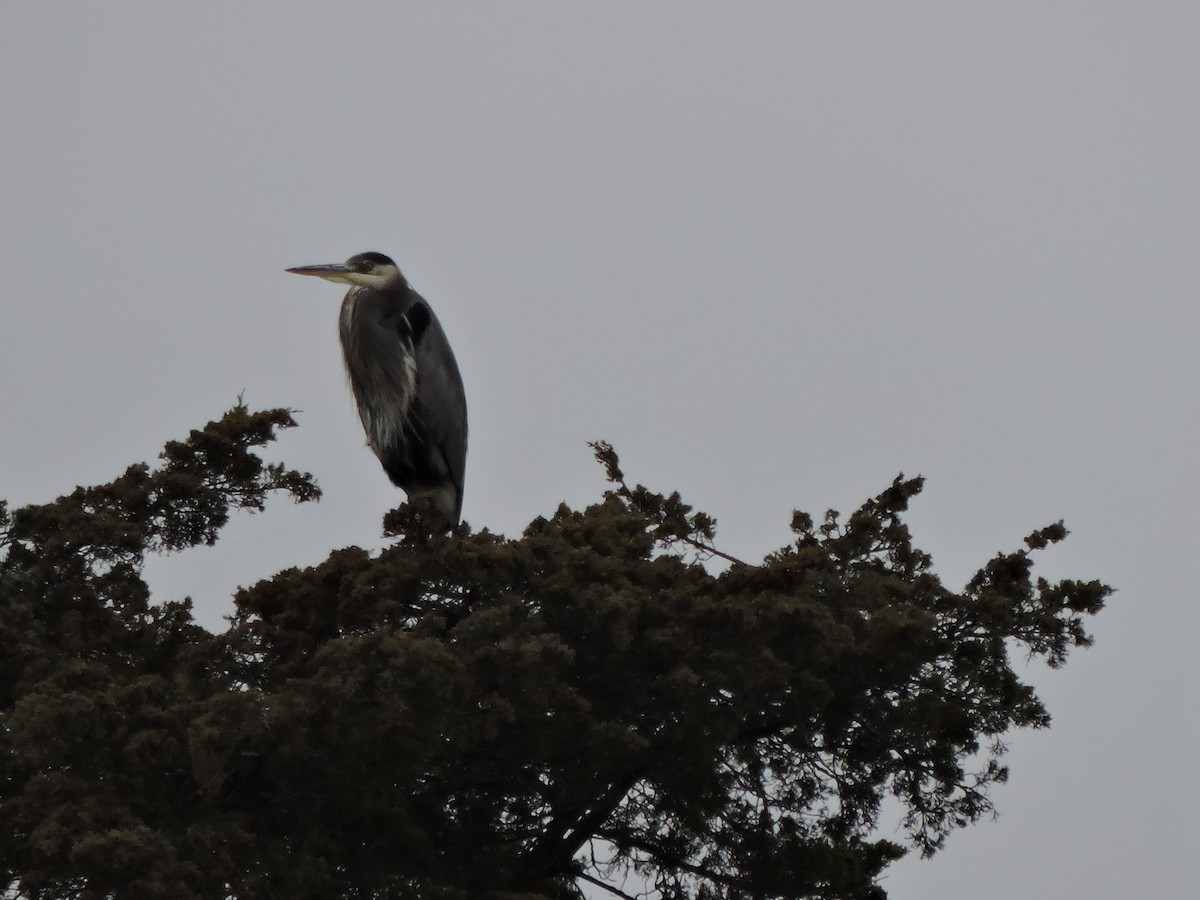 Great Blue Heron - ML645628245