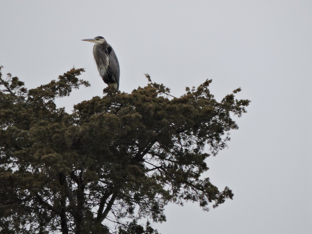 Great Blue Heron - ML645628247