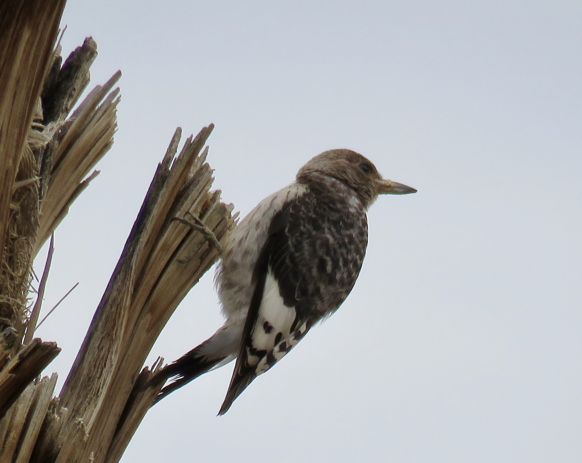 Red-headed Woodpecker - ML645628249
