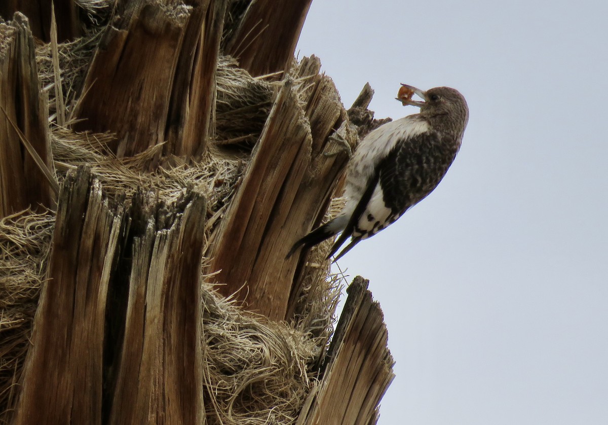 Red-headed Woodpecker - ML645628250