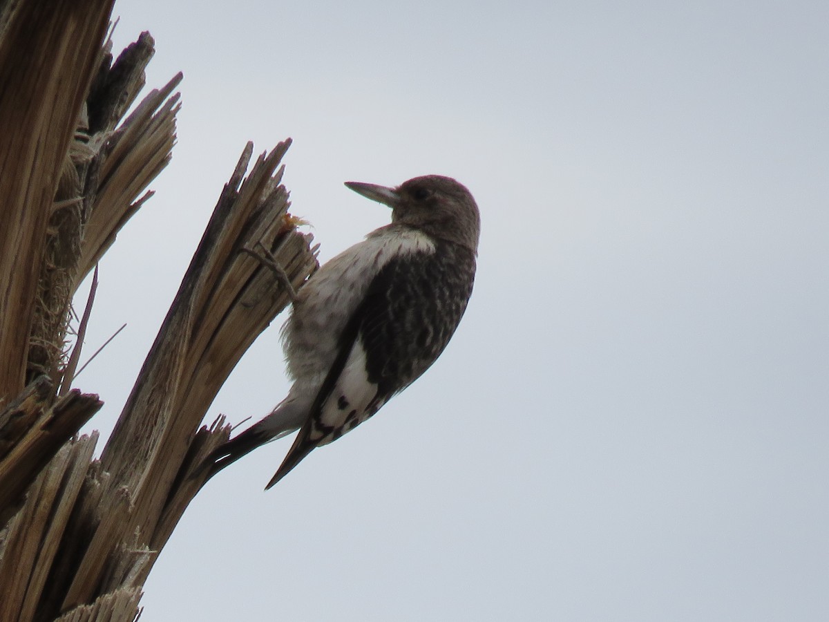 Red-headed Woodpecker - ML645628251